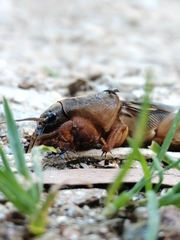 Gryllotalpa vineae