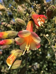 Cantua buxifolia