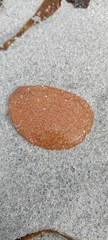Polyclinidae
