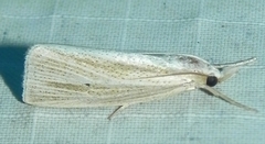 Epina alleni