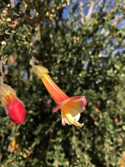 Cantua buxifolia