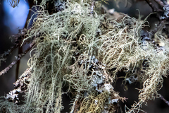 Usnea cavernosa
