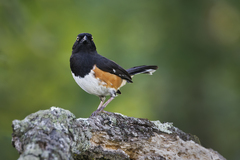 Pipilo erythrophthalmus alleni