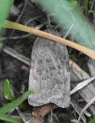 Acosmetia caliginosa