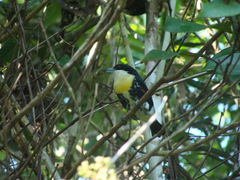 Capito maculicoronatus