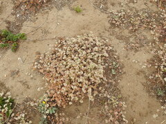 Chorizanthe cuspidata