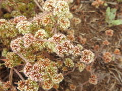 Chorizanthe cuspidata