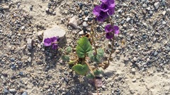 Phacelia calthifolia