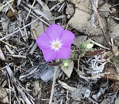 Phlox cuspidata