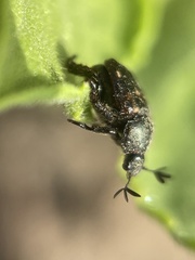 Strigoderma pygmaea