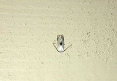 Pseudopostega auritella