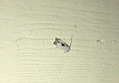 Pseudopostega auritella