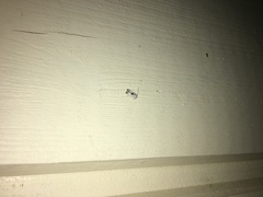 Pseudopostega auritella