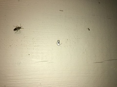 Pseudopostega auritella