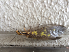 Protohermes grandis