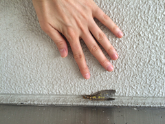 Protohermes grandis