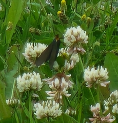 Ctenucha virginica