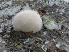 Fungi