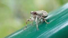 Issus coleoptratus