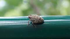 Issus coleoptratus