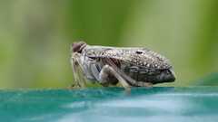 Issus coleoptratus