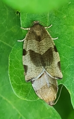 Choristoneura hebenstreitella