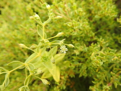 Stellaria littoralis