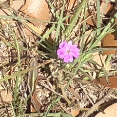 Phlox glabriflora