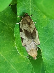 Choristoneura hebenstreitella