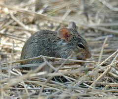 Arvicanthis niloticus