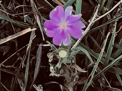 Phlox glabriflora