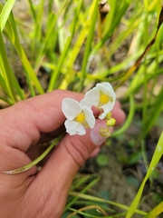 Sagittaria rigida