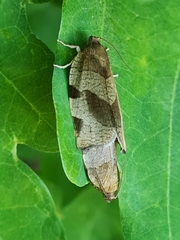 Choristoneura hebenstreitella