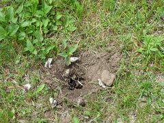 Chrysemys picta marginata