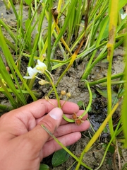 Sagittaria rigida