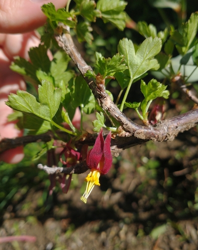 Hupa gooseberry (Ribes marshallii)
