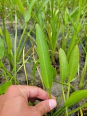 Sagittaria rigida