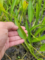 Sagittaria rigida