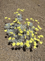Eriogonum prociduum