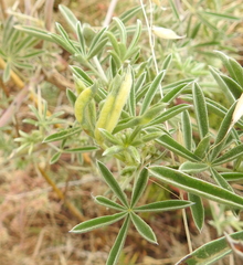 Dasineura lupinorum