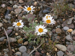 Townsendia florifera