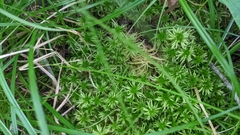 Sphagnum