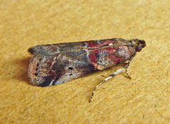 Acrobasis suavella