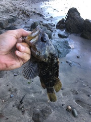 Sebastes rastrelliger