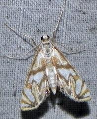 Neocataclysta magnificalis
