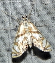 Neocataclysta magnificalis