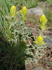Castilleja arachnoidea