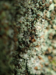 Chaenotheca trichialis