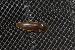 Hemicrepidius nemnonius