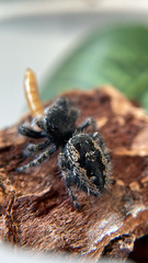 Phidippus borealis